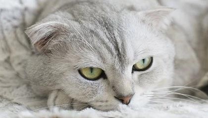 爱游戏娱乐平台-曼联后防线三人缺阵调整成关键，曼联后卫线