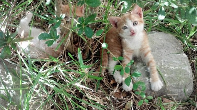 爱游戏中国官方登录入口网站-威廉姆斯在决赛中击败荷兰选手桑妮·范·代克，桑尼 比尔 威廉姆斯