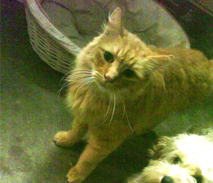 爱游戏官方网站-未来体育场馆智能改造，助推中国篮球赛事高效运营，体育场馆未来发展趋势