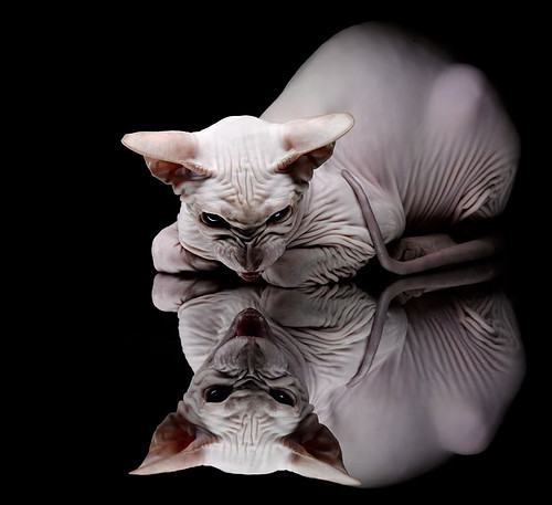 葡萄牙骑手玛丽亚·卡埃塔诺在2024年葡萄牙盛装舞步锦标赛中以“Hit Plus”马匹获得个人赛铜牌，展现坚韧精神。