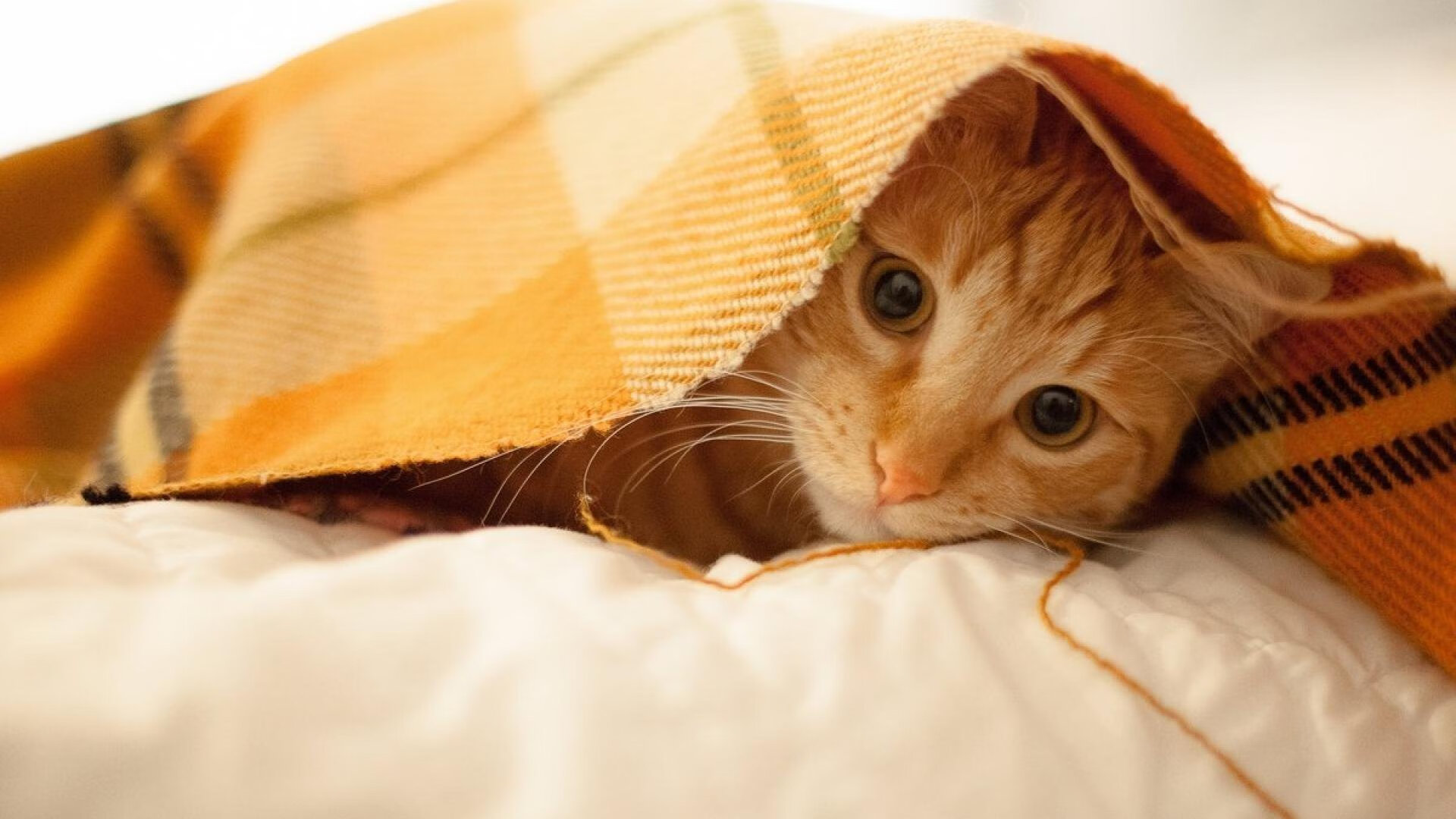 爱游戏体育平台-中国足球青训合作项目不断深化，中国足球青训体系是什么