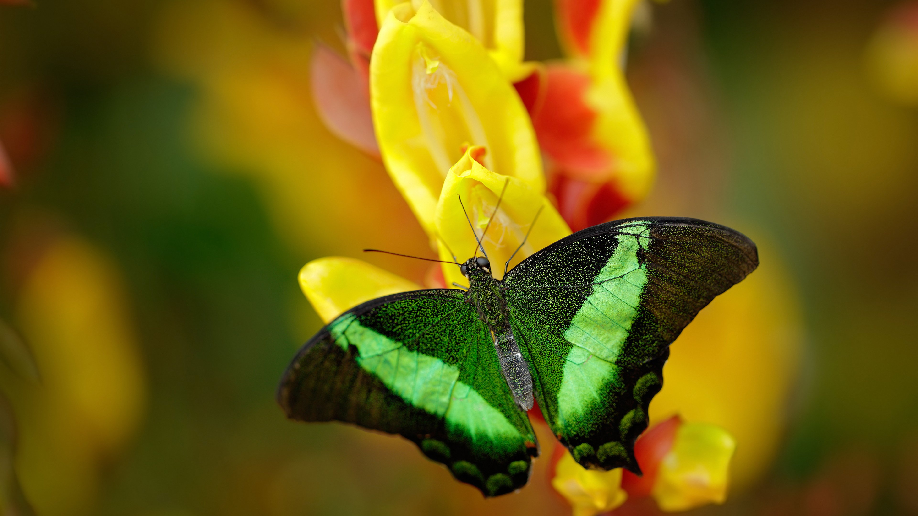 中国足协成立裁判学院，提升执法水平，中国足球协会裁判部