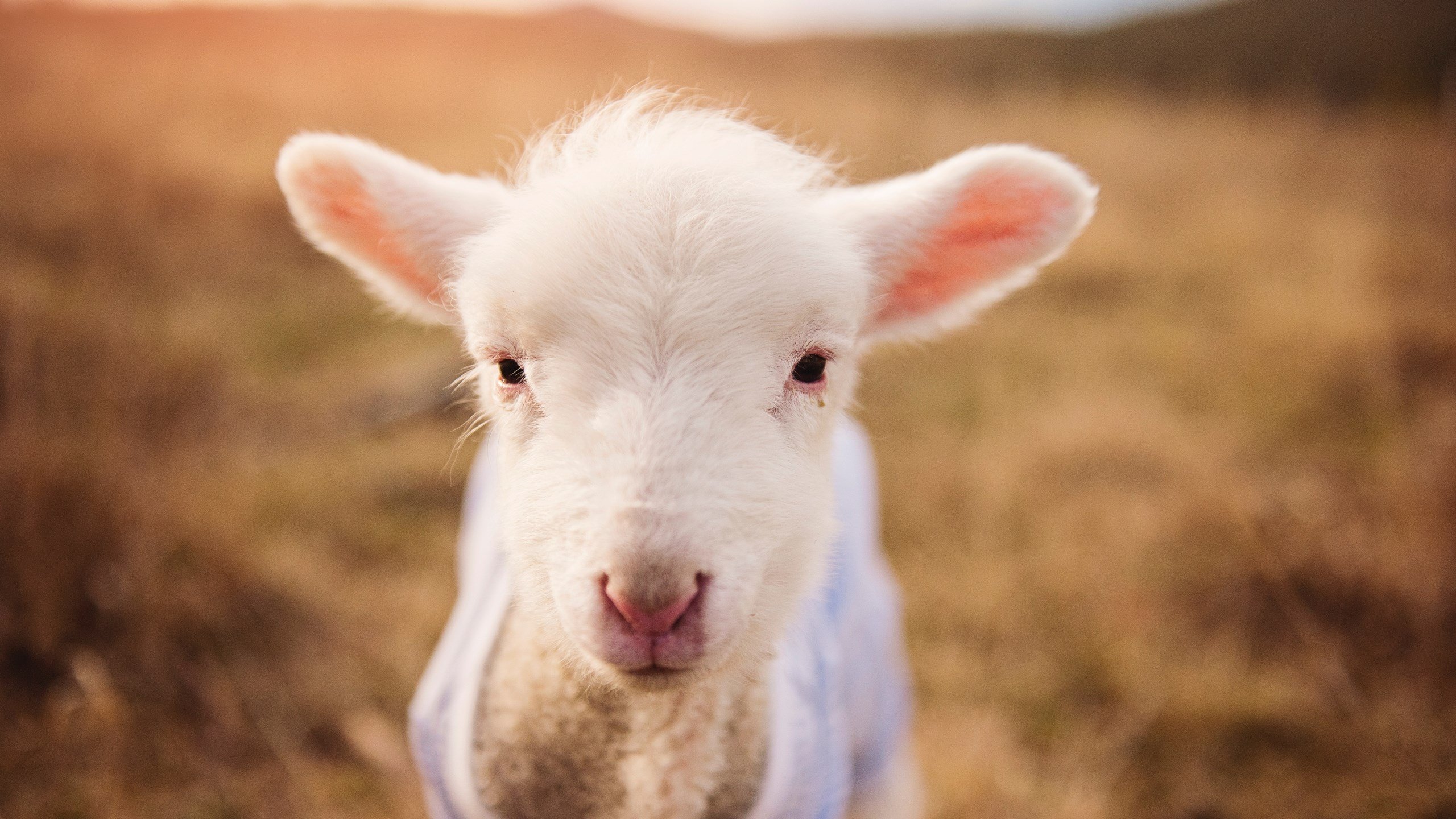 快船球队赛季目标逐步实现,快船队伍