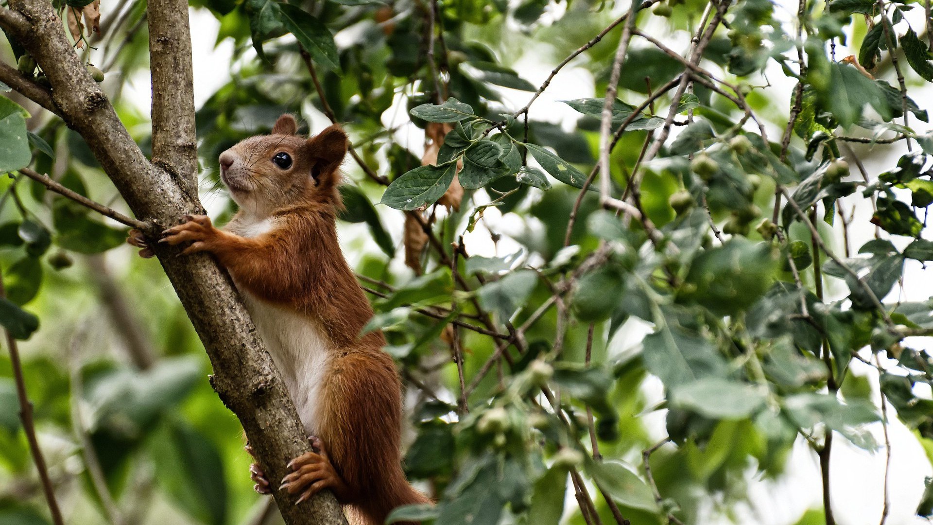 瓦拉多利德持守不败,积分顺利增加,瓦拉多利德对马德里竞技直播