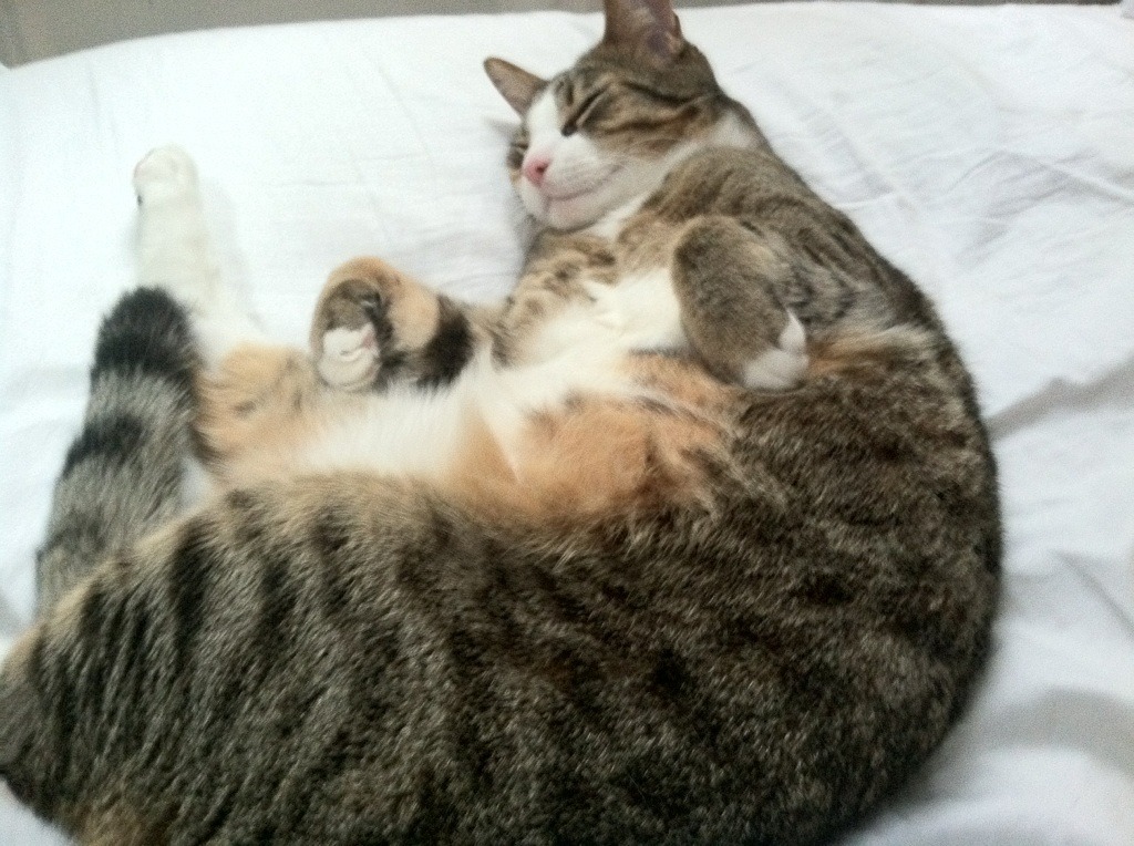 维达德卡萨布兰卡主场迎战劲敌,德比战备受关注,大卡萨布兰卡大区