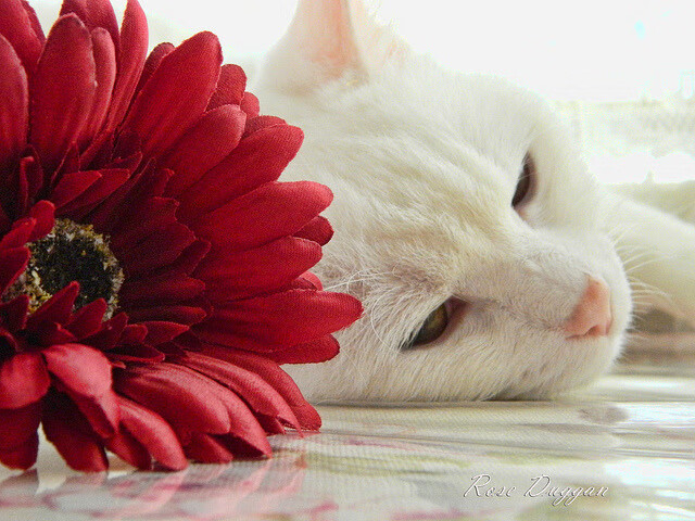 罗马尼亚队喜获胜利!在欧洲预选赛中取得进步!,罗马尼亚球队怎么样