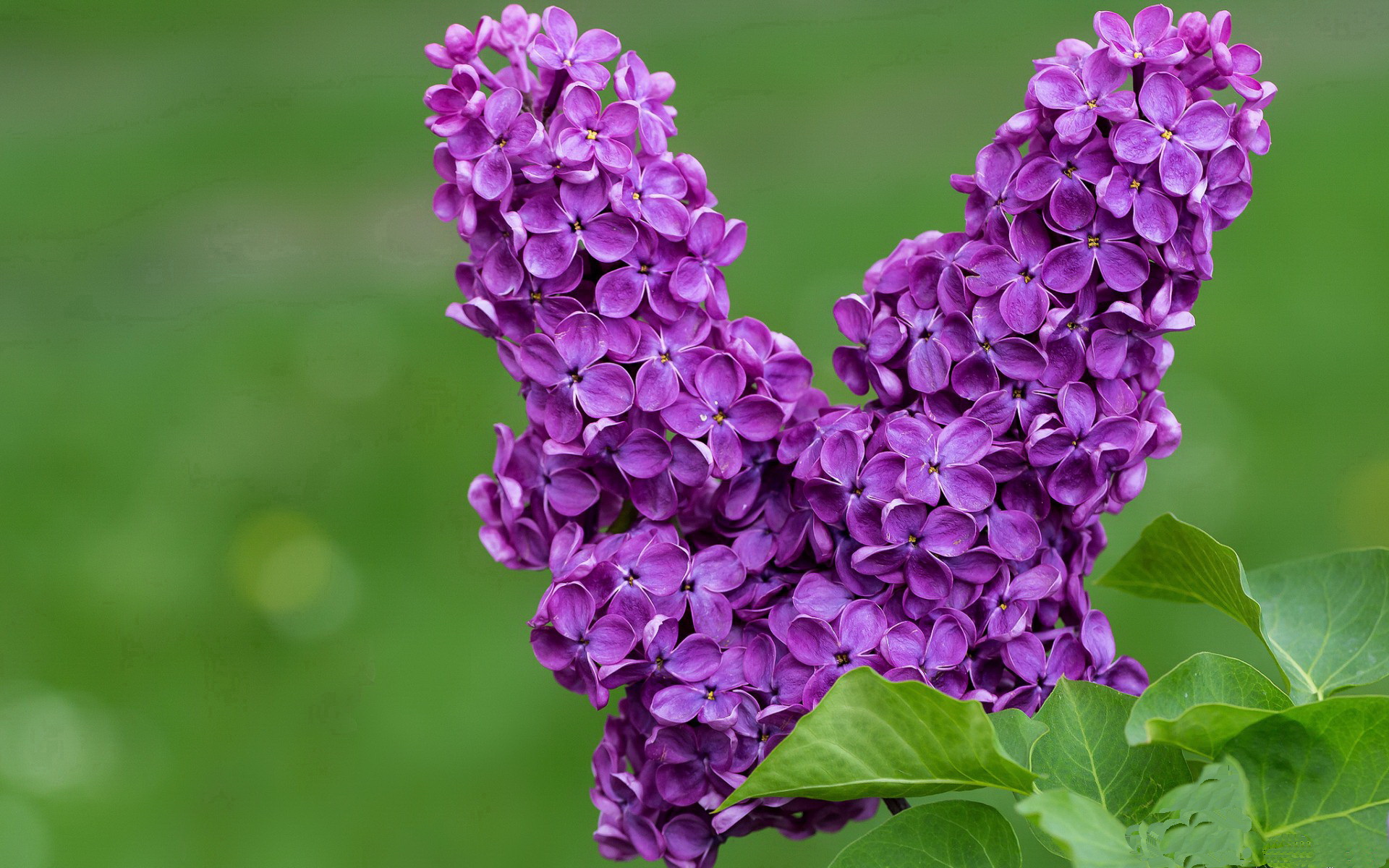 纽约自由人球队协作提升，纽约自由人球员