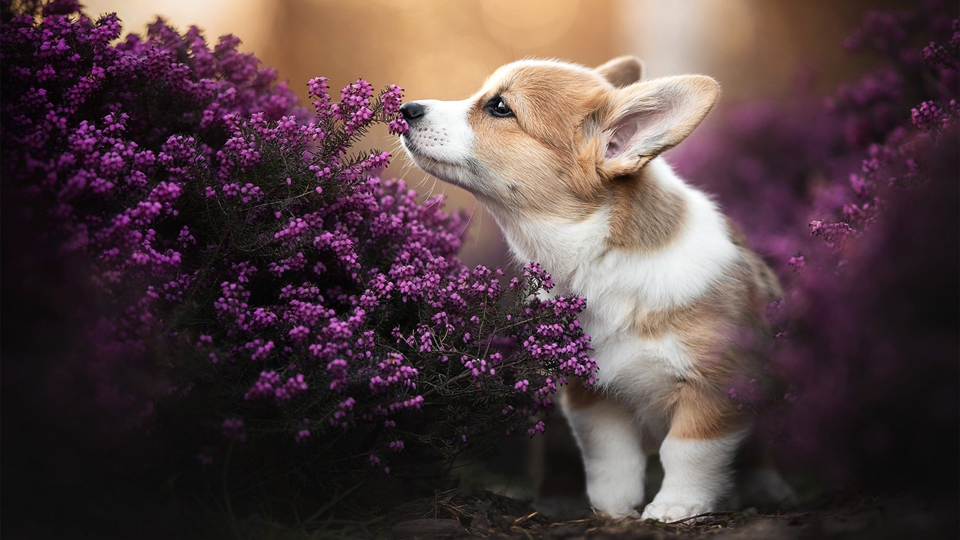 中国篮球职业联赛经济效益分析及可持续发展路径,中国篮球职业联赛的看法