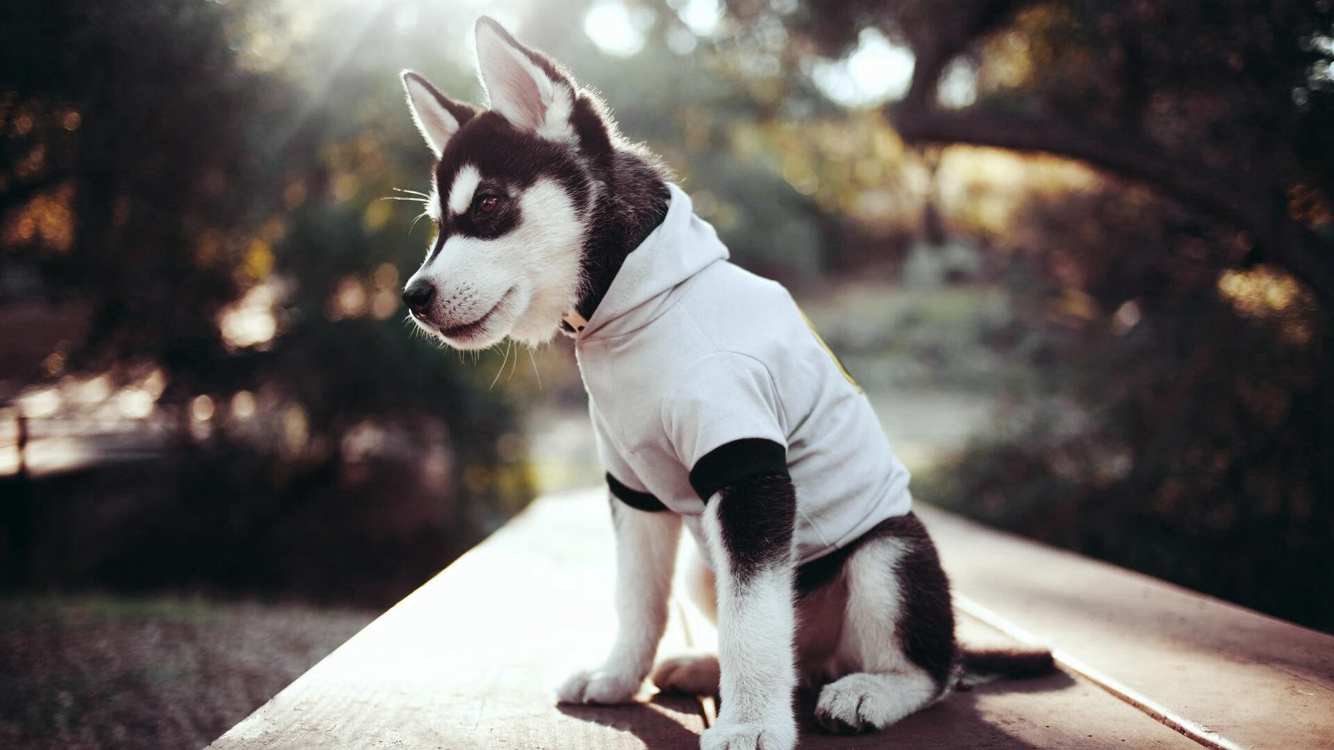 爱游戏体育-校园篮球裁判讲习班开课提升校内赛事组织与执法水平，校园篮球裁判规则